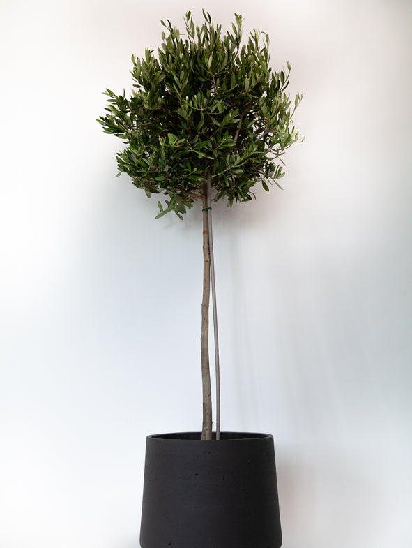 Olive Tree